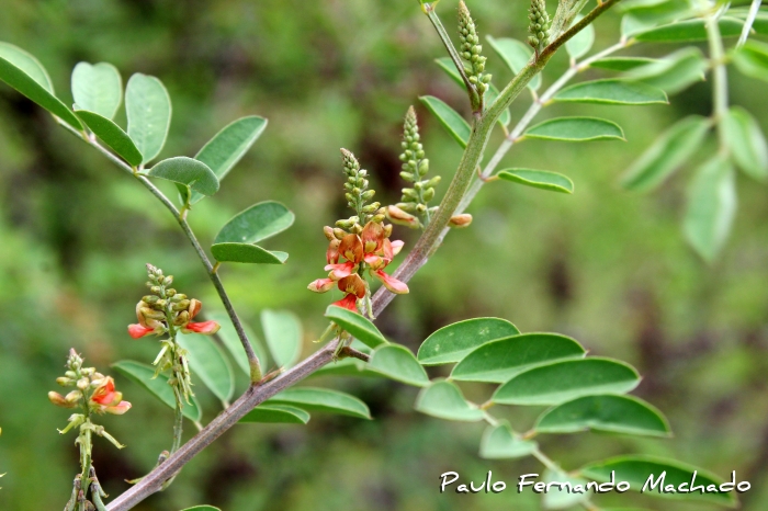 Indigofera suffruticosa