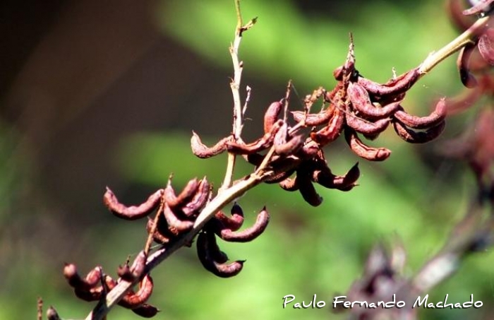 Indigofera suffruticosa