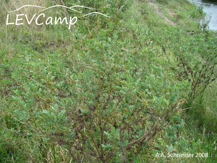 Indigofera suffruticosa