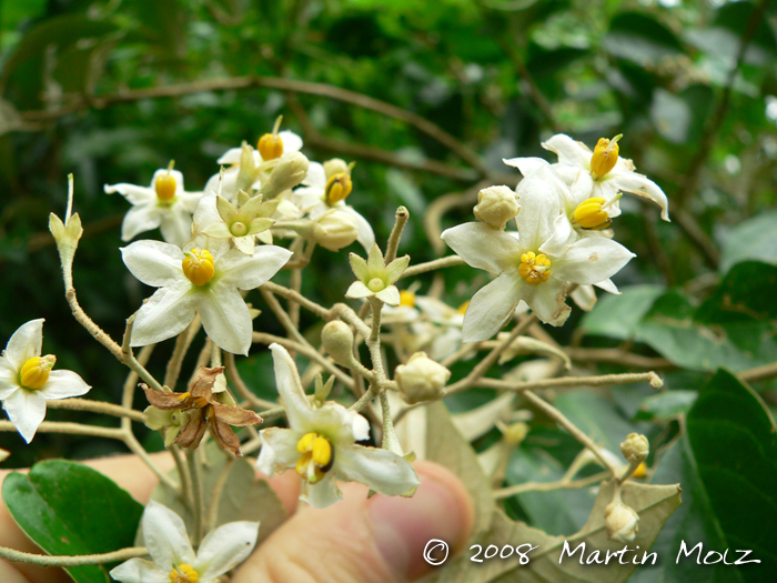 Solanum sanctaecatharinae