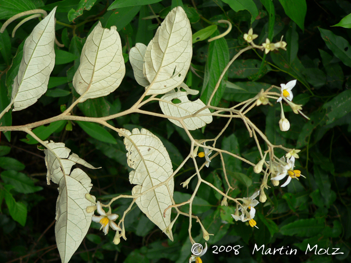 Solanum sanctaecatharinae