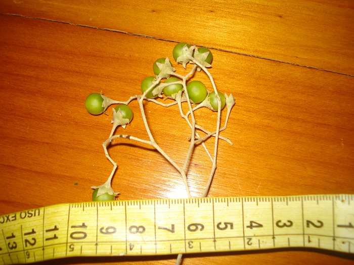 Solanum sanctaecatharinae