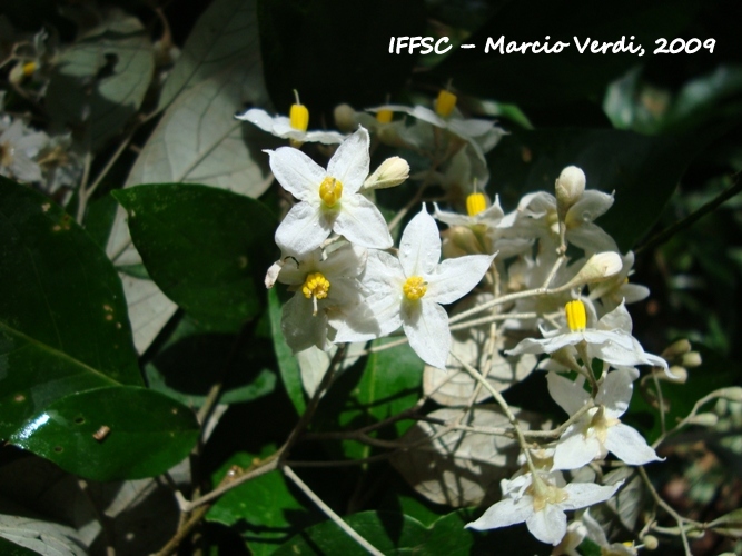 Solanum sanctaecatharinae