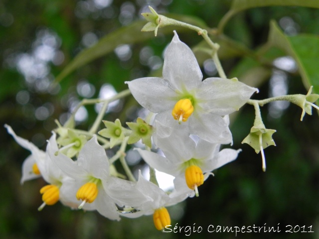 Solanum sanctaecatharinae