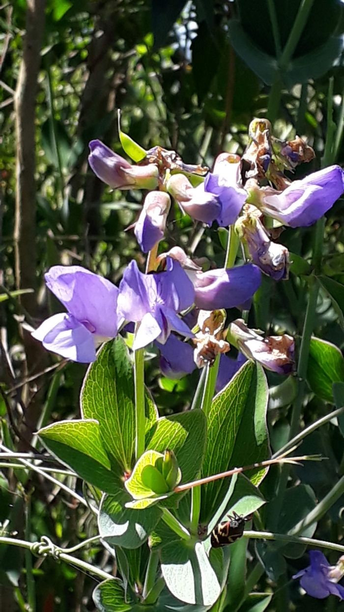Lathyrus nervosus