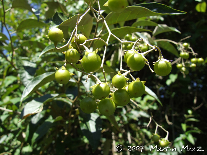 Solanum sanctaecatharinae