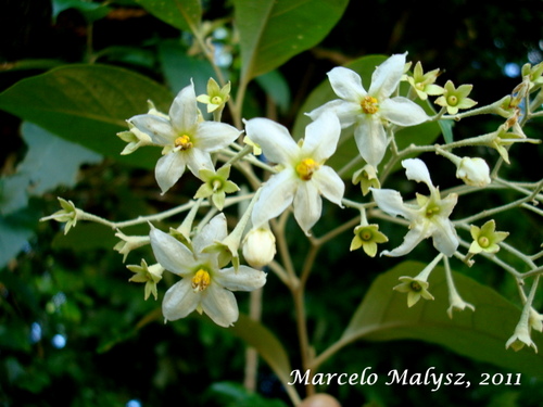 Solanum sanctaecatharinae