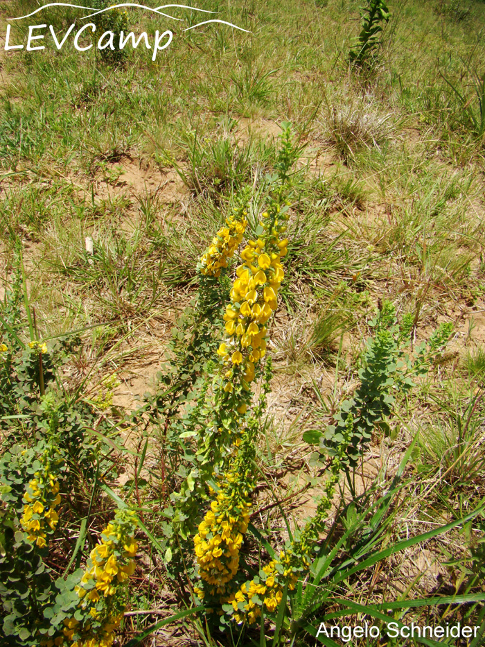 Poiretia tetraphylla