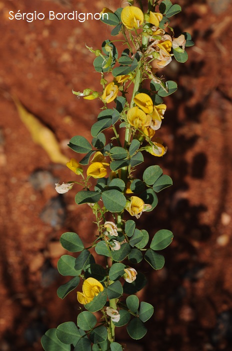 Poiretia tetraphylla