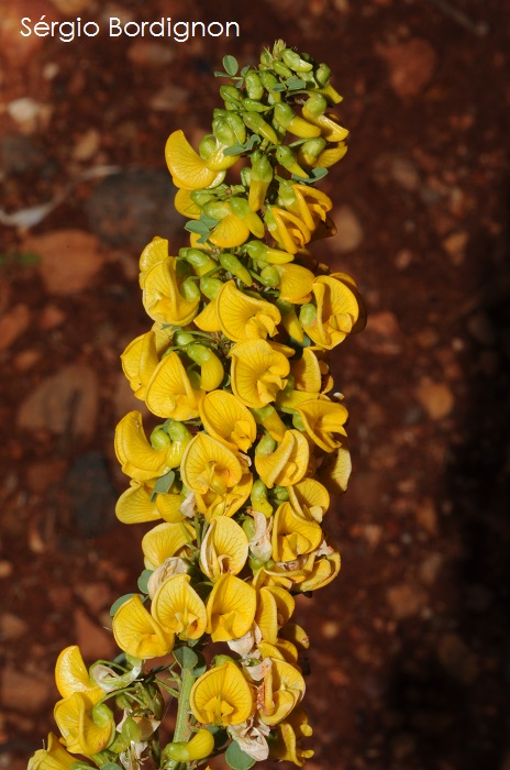 Poiretia tetraphylla
