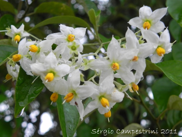 Solanum sanctaecatharinae