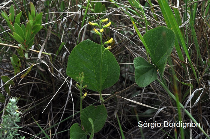 Rhynchosia hauthalii