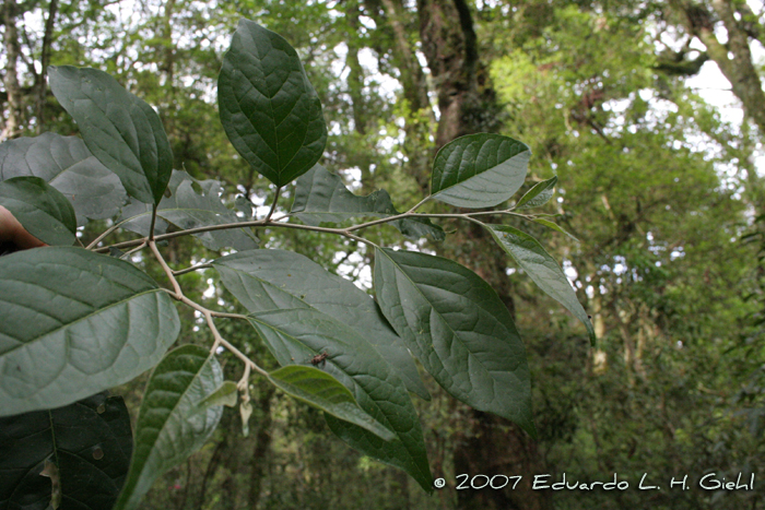 Solanum sanctaecatharinae