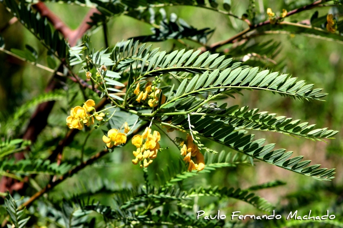 Sesbania virgata