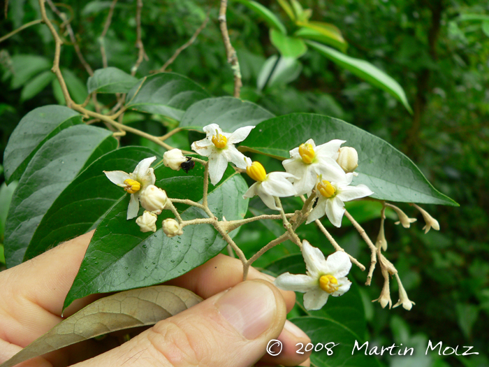 Solanum sanctaecatharinae