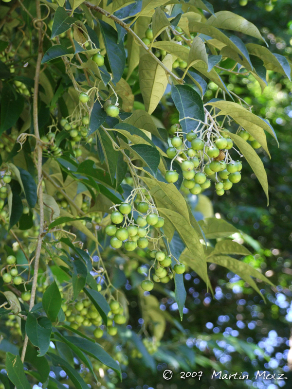 Solanum sanctaecatharinae