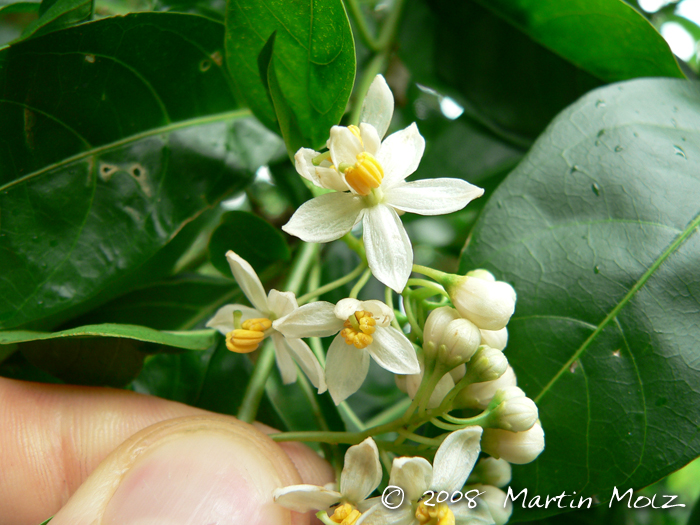 Solanum sanctaecatharinae