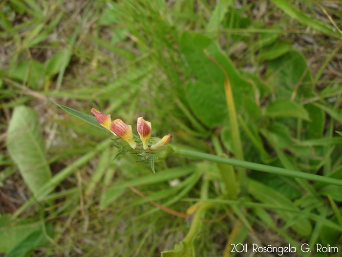 Stylosanthes montevidensis