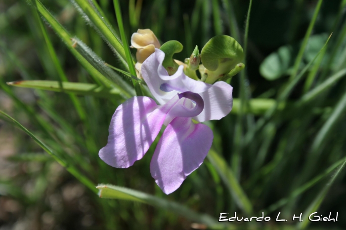 Vigna peduncularis