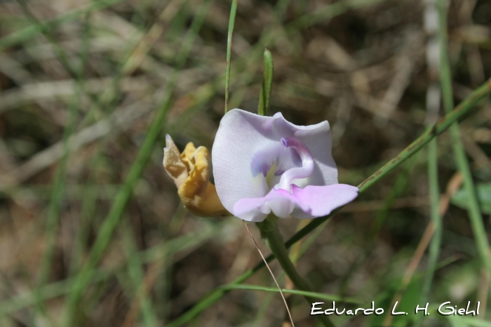 Vigna peduncularis