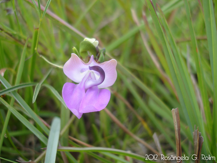 Vigna peduncularis