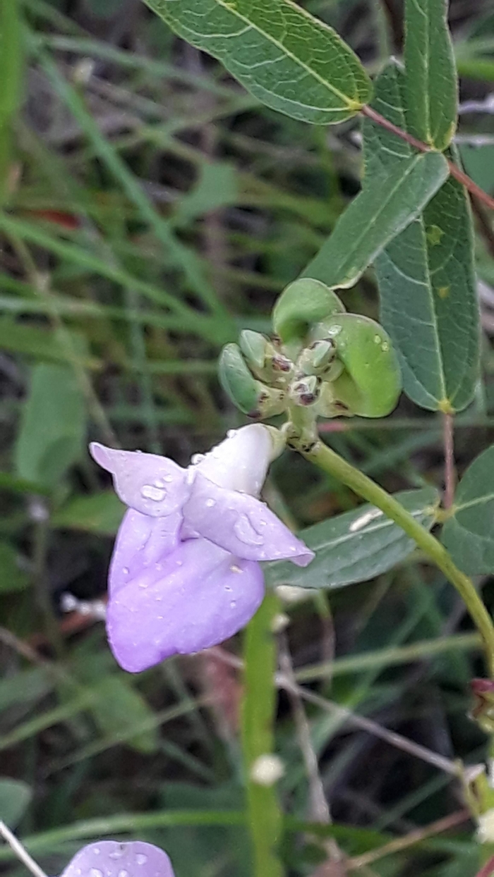 Vigna peduncularis