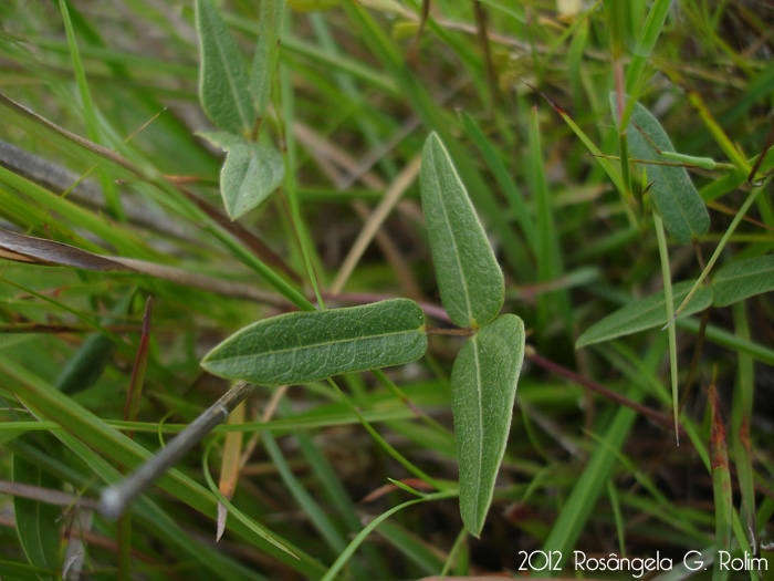 Vigna peduncularis