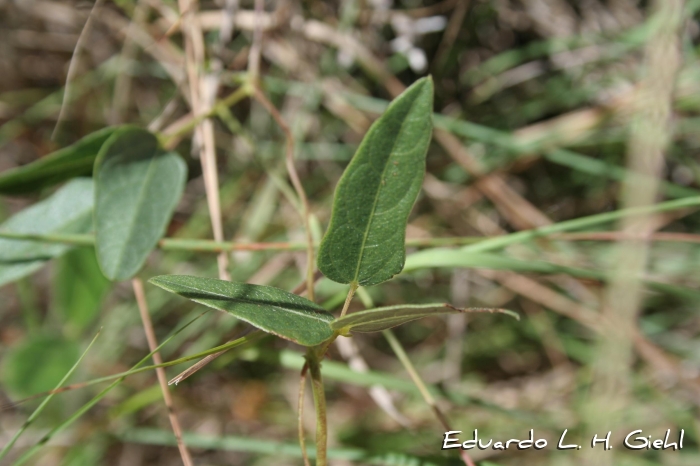 Vigna peduncularis