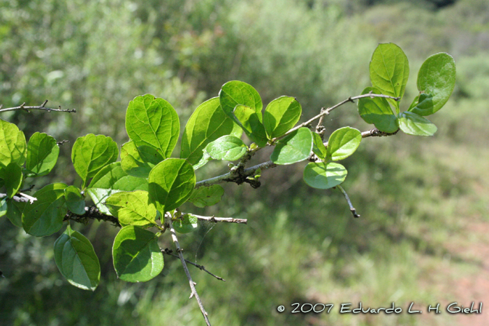 Duranta vestita