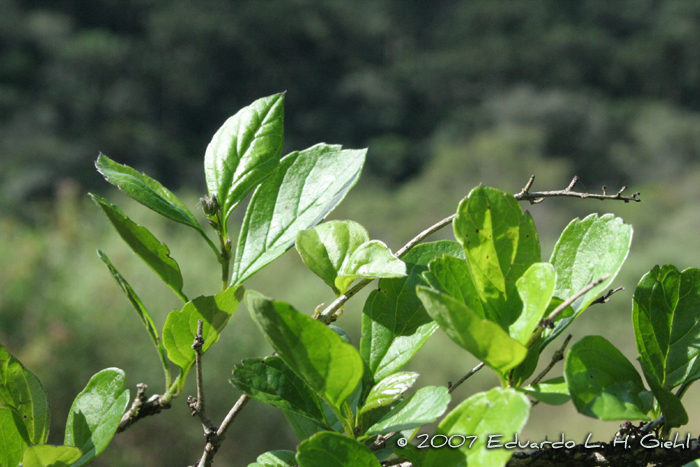 Duranta vestita