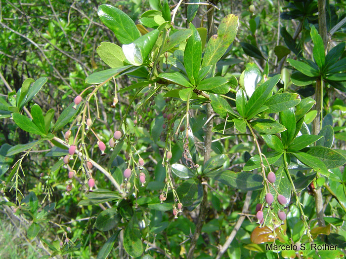 Berberis laurina