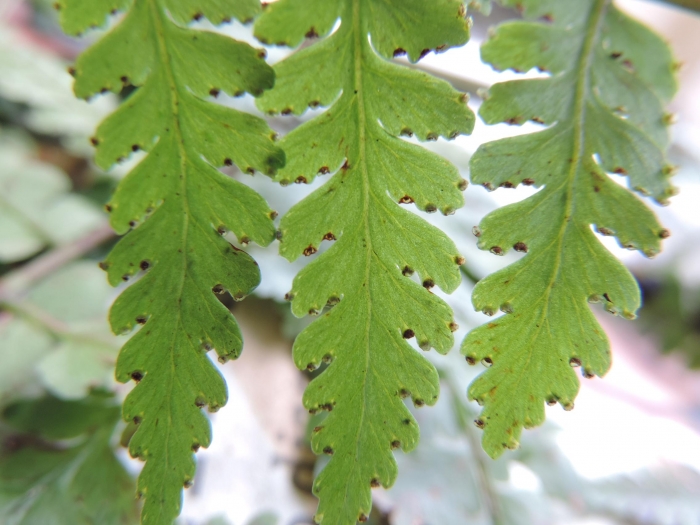 Dennstaedtia obtusifolia