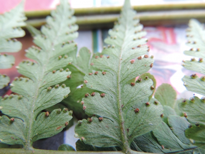 Dennstaedtia obtusifolia