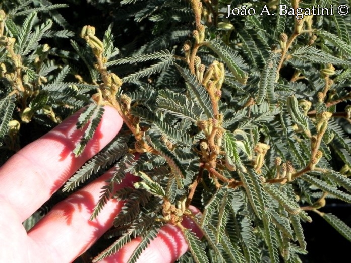 Mimosa incana