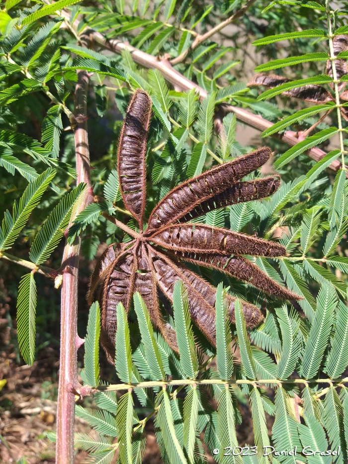 Mimosa pigra