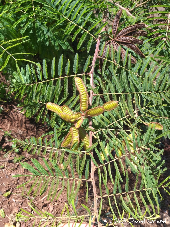 Mimosa pigra