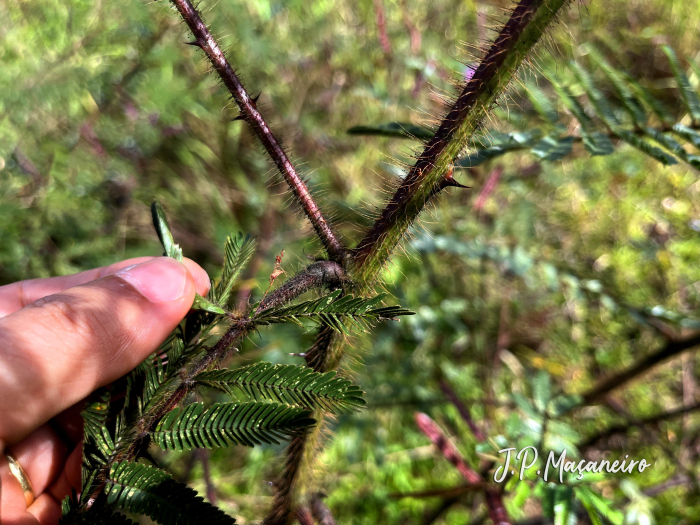 Mimosa pigra