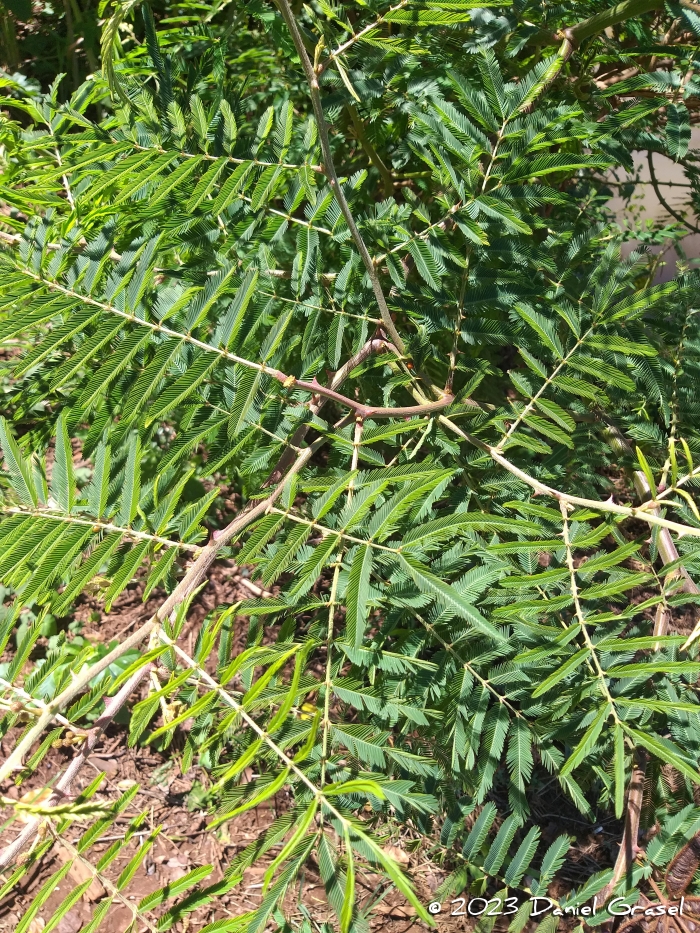 Mimosa pigra