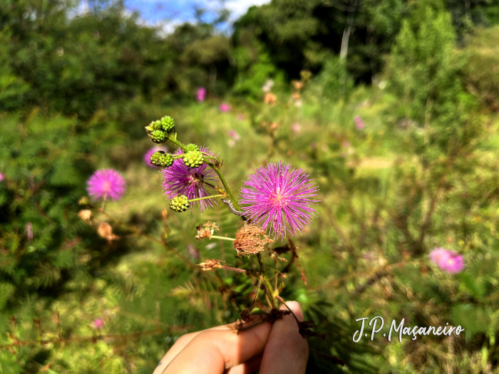 Mimosa pigra