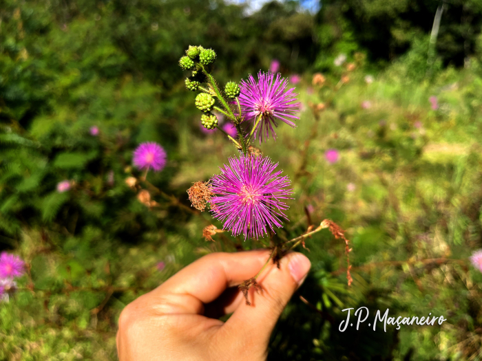 Mimosa pigra