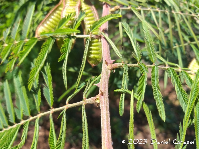 Mimosa pigra