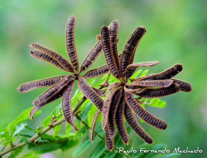 Mimosa pigra