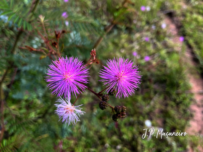 Mimosa pigra