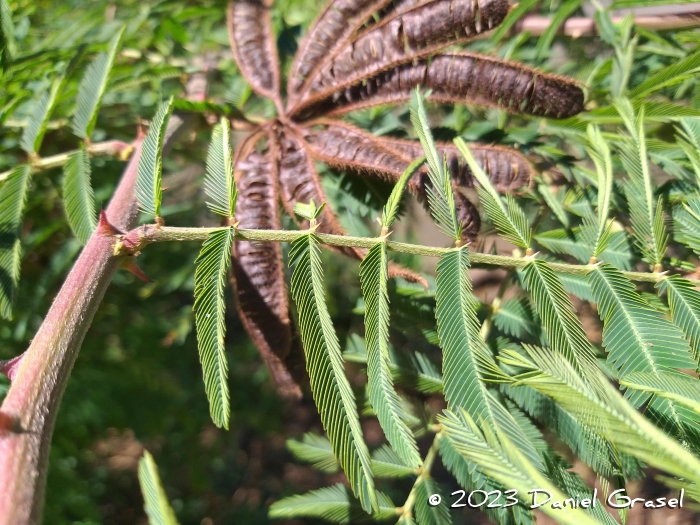 Mimosa pigra