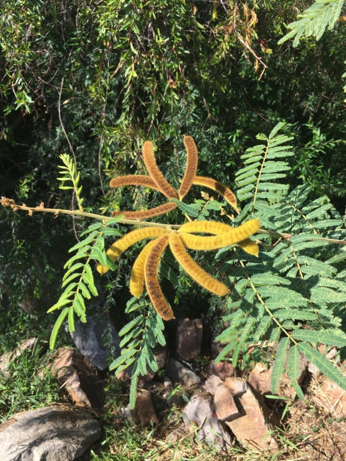 Mimosa pigra