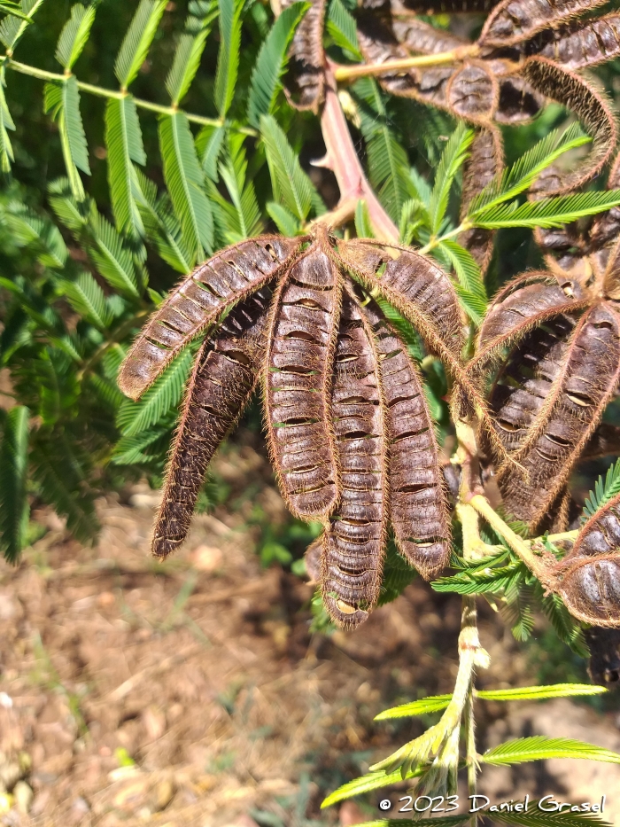 Mimosa pigra