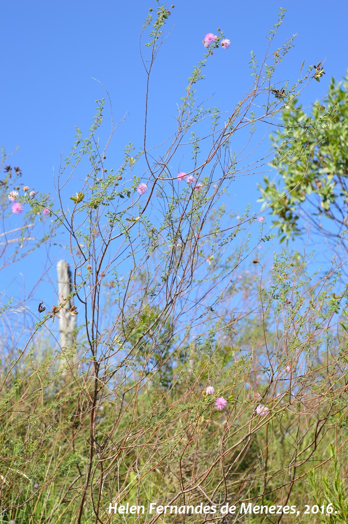 Mimosa sanguinolenta