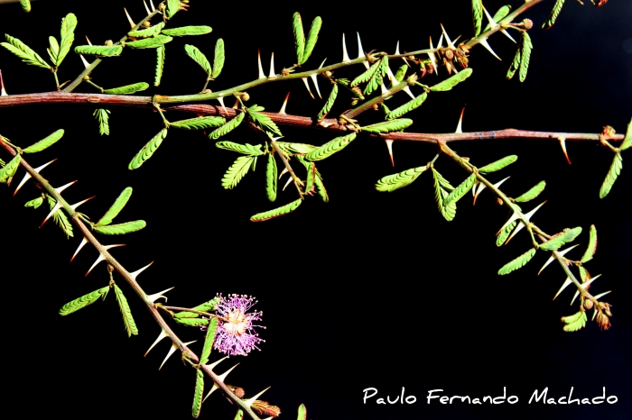 Mimosa cruenta