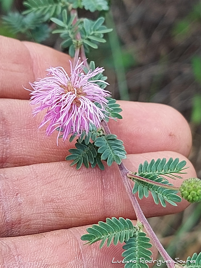 Mimosa sanguinolenta