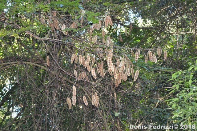 Senegalia bonariensis